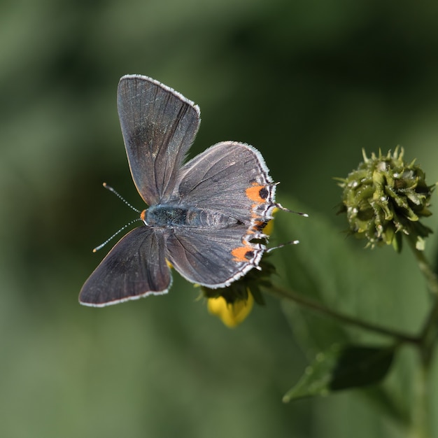 Colpo di messa a fuoco selettiva di un blu a coda corta su un fiore