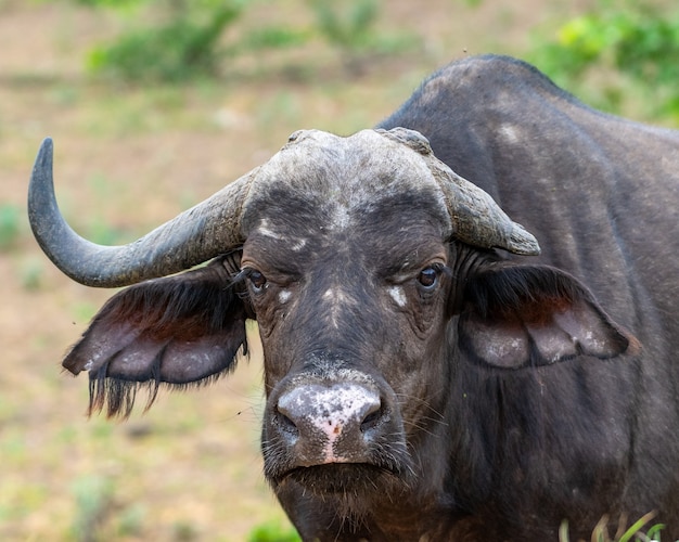 Colpo di messa a fuoco selettiva di un bufalo con vegetazione sullo sfondo