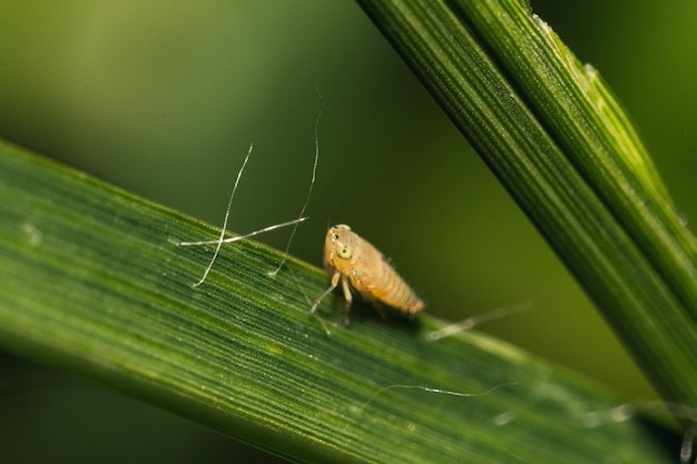 Colpo di messa a fuoco selettiva di un bug su una foglia