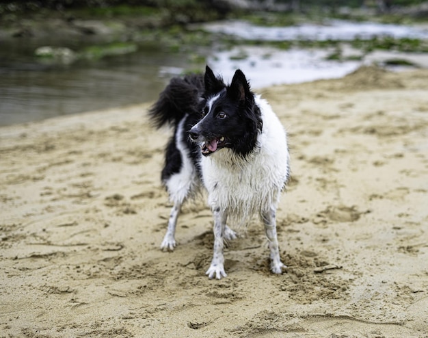 Colpo di messa a fuoco selettiva di un cane che gioca vicino a un fiume