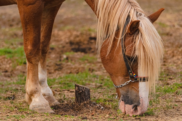 Colpo di messa a fuoco selettiva di un cavallo marrone al pascolo nei terreni agricoli