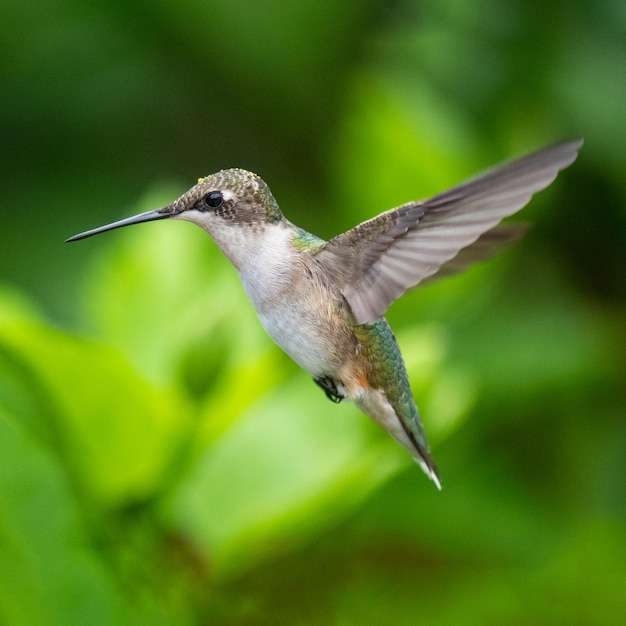 Colpo di messa a fuoco selettiva di un colibrì in volo