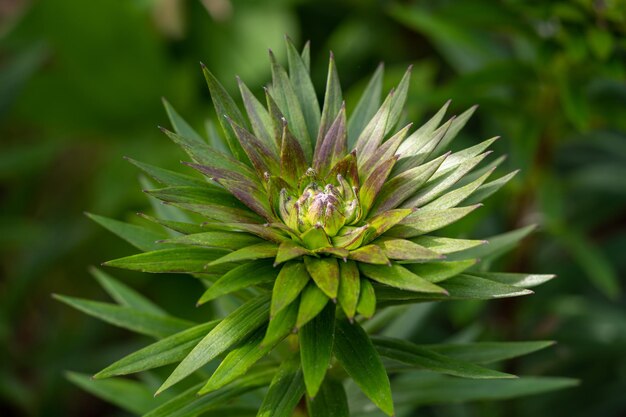 Colpo di messa a fuoco selettiva di un elegante fiore che sboccia