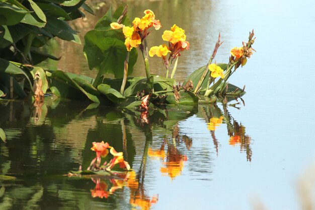 Colpo di messa a fuoco selettiva di un fiore giallo sul lago