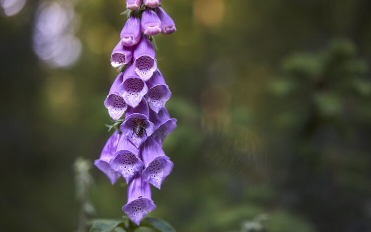 Foto gratuito colpo di messa a fuoco selettiva di un fiore viola esotico in un giardino