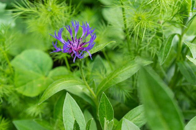 Colpo di messa a fuoco selettiva di un fiore viola selvaggio circondato con verde