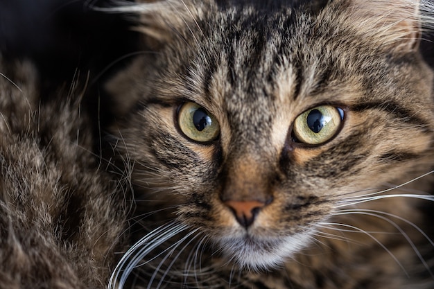 Colpo di messa a fuoco selettiva di un gatto domestico a strisce che guarda direttamente