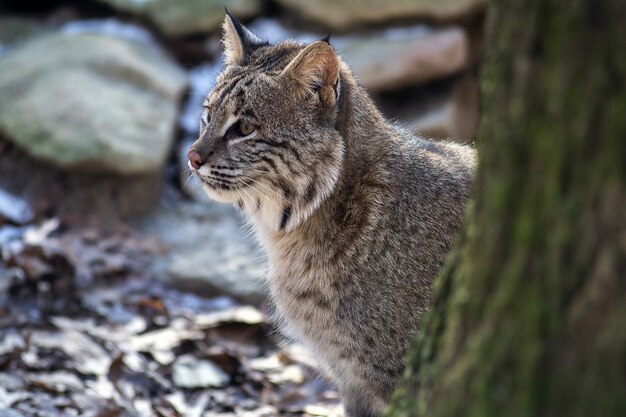 Colpo di messa a fuoco selettiva di un gatto selvatico seduto