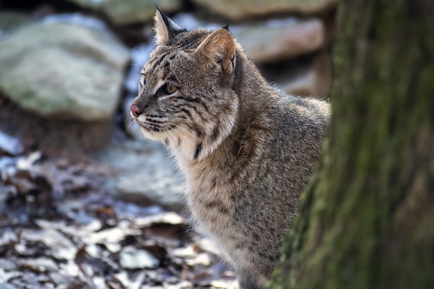 Colpo di messa a fuoco selettiva di un gatto selvatico seduto