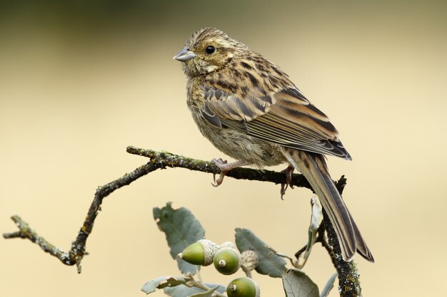 Colpo di messa a fuoco selettiva di un giovane Cirl Bunting con una seduta su un ramo di quercia sfondo sfocato