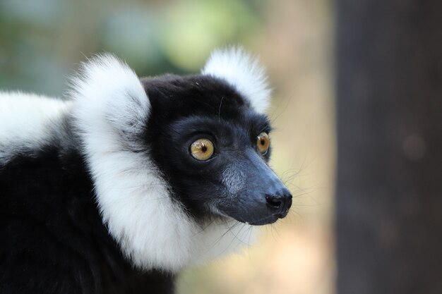 Colpo di messa a fuoco selettiva di un indri bianco e nero (una specie di primate)