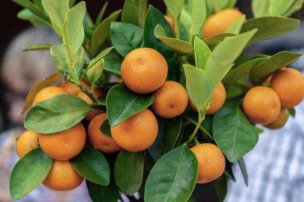 Colpo di messa a fuoco selettiva di un mazzo di agrumi calamondin