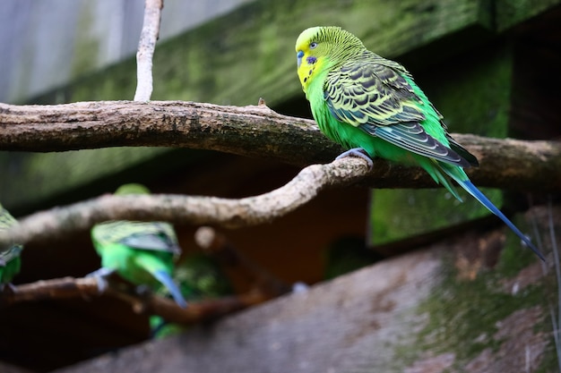 Colpo di messa a fuoco selettiva di un pappagallino verde seduto su un ramo
