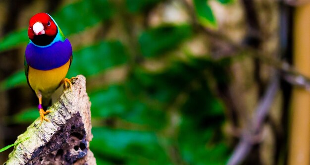 Colpo di messa a fuoco selettiva di un pappagallo colorato nella natura