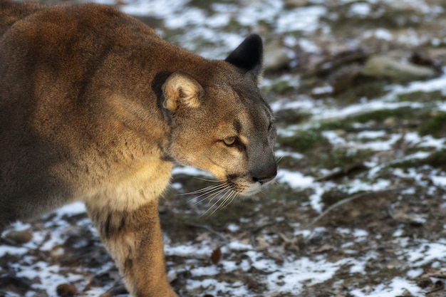 Colpo di messa a fuoco selettiva di un puma che cammina