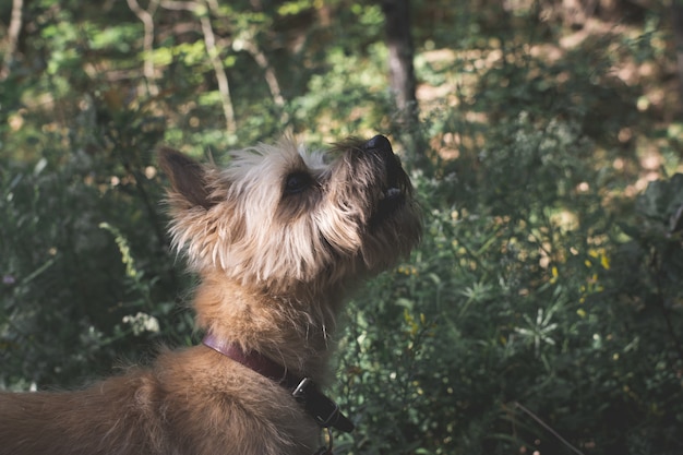 Colpo di messa a fuoco selettiva di un simpatico cane Terrier australiano godendo la giornata nel mezzo di un giardino