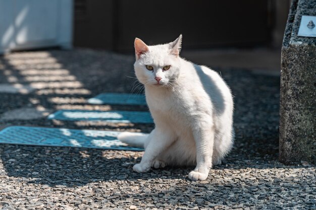 Colpo di messa a fuoco selettiva di un simpatico gatto bianco con gli occhi verdi