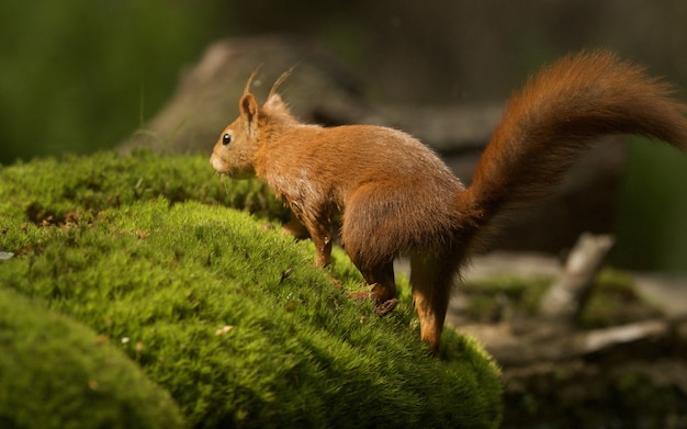 Colpo di messa a fuoco selettiva di un simpatico scoiattolo volpe marrone