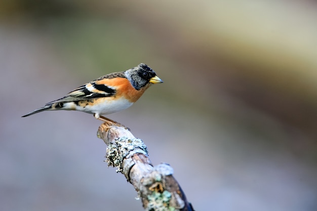 Colpo di messa a fuoco selettiva di un simpatico uccello brambling seduto su un bastone di legno