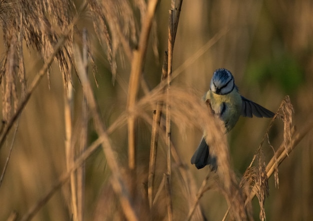 Colpo di messa a fuoco selettiva di un uccello blu jay con uno sfondo sfocato