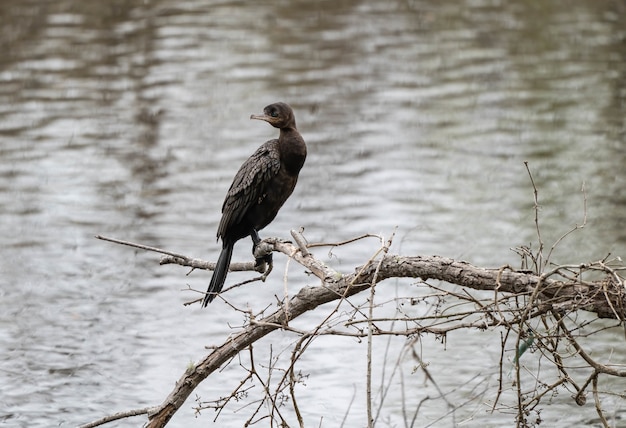 Colpo di messa a fuoco selettiva di un uccello cormorano a doppia cresta seduto sul ramo sopra il lago