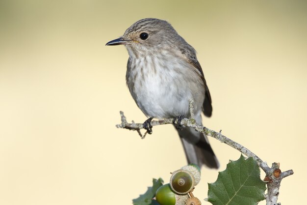 Colpo di messa a fuoco selettiva di un uccello melodioso warbler appollaiato su un ramo di quercia