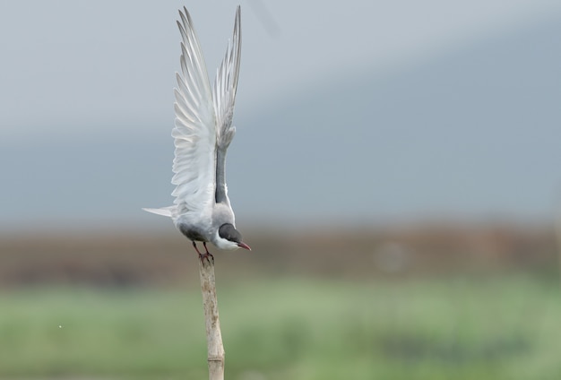 Colpo di messa a fuoco selettiva di un uccello Whiskered Tern seduto su un bastone di legno