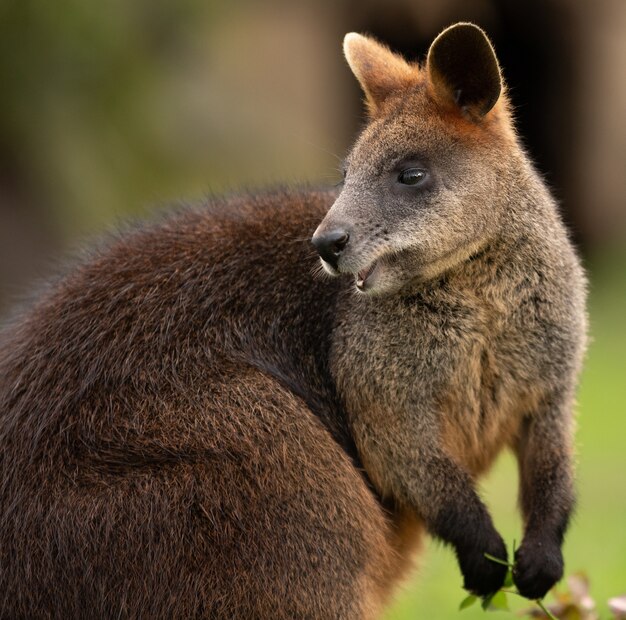 Colpo di messa a fuoco selettiva di un wallaby