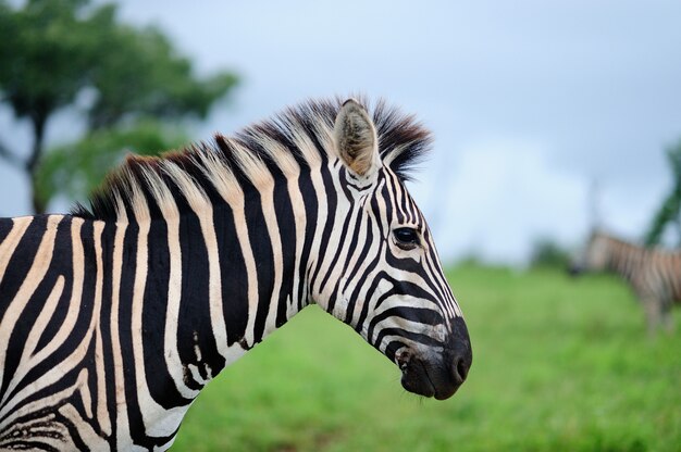 Colpo di messa a fuoco selettiva di una bella zebra su un campo coperto di erba verde