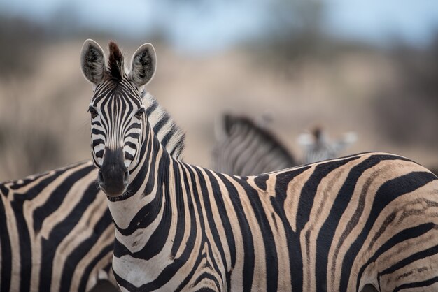 Colpo di messa a fuoco selettiva di una bellissima zebra con uno sfondo sfocato