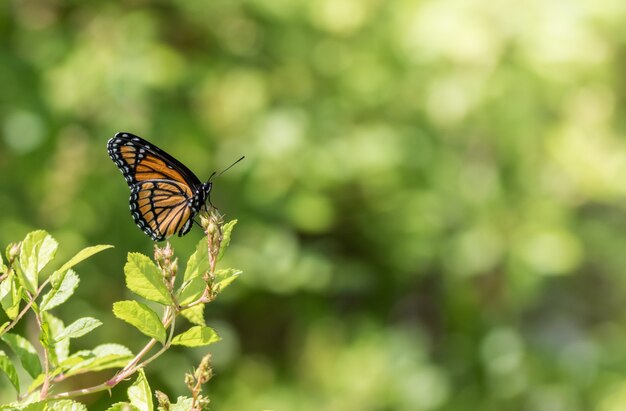 Colpo di messa a fuoco selettiva di una farfalla monarca su una pianta verde