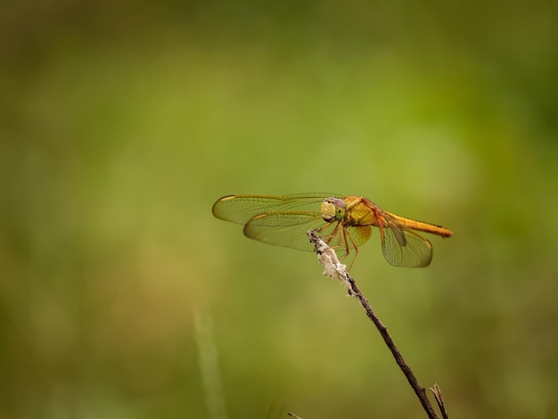 Colpo di messa a fuoco selettiva di una libellula appollaiata su un fiore