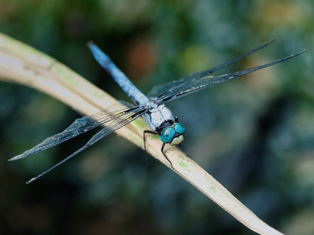 Colpo di messa a fuoco selettiva di una libellula seduta su un fiore