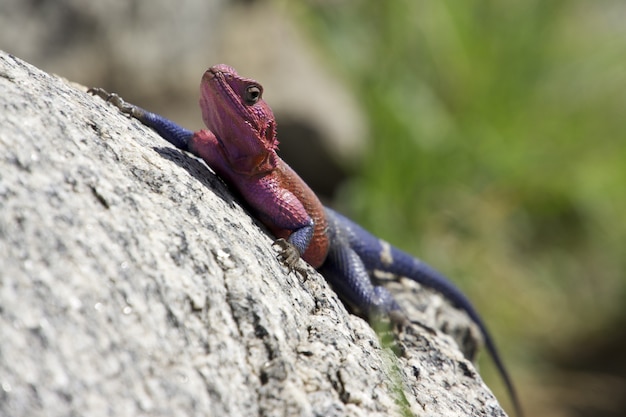 Colpo di messa a fuoco selettiva di una lucertola Agama rossa e blu arrampicata su una roccia