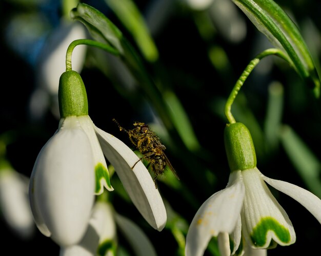 Colpo di messa a fuoco selettiva di una mosca sul fiore di bucaneve bianco