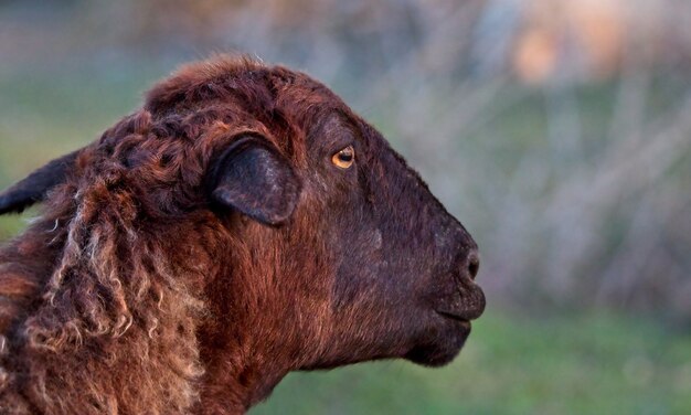 Colpo di messa a fuoco selettiva di una pecora marrone nel mezzo di un campo coperto d'erba