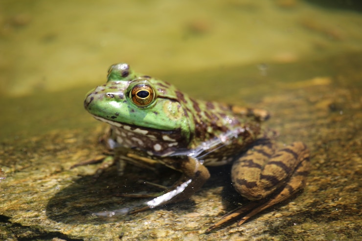 Foto gratuito colpo di messa a fuoco selettiva di una rana di palude
