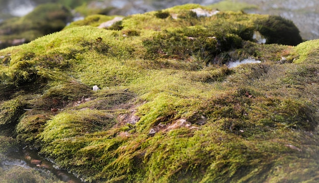 Colpo di messa a fuoco selettiva di una roccia ricoperta di muschio verde