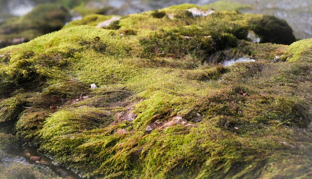 Colpo di messa a fuoco selettiva di una roccia ricoperta di muschio verde