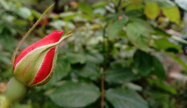 Colpo di messa a fuoco selettiva di una rosa rossa non fiorita su sfondo sfocato