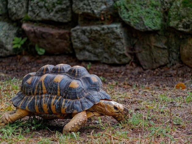 Colpo di messa a fuoco selettiva di una tartaruga esotica nello zoo