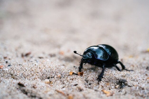 Colpo di messa a fuoco selettiva di uno scarabeo stercorario nero su un prato sabbioso in una foresta olandese