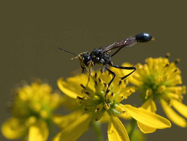 Colpo di messa a fuoco selettiva di vespe Ammophila su un fiore giallo
