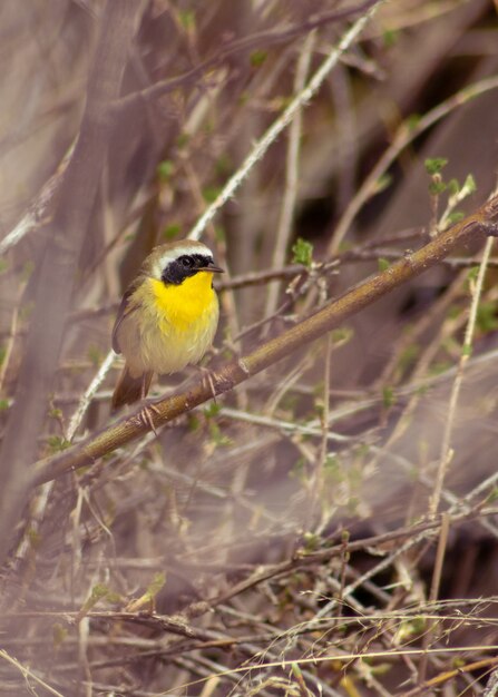 Colpo di messa a fuoco selettiva verticale di Common Yellowthroat Warbler appollaiato su un ramo