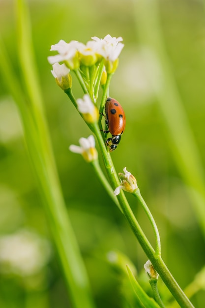 Colpo di messa a fuoco selettiva verticale di uno scarabeo coccinella su un fiore in un campo catturato in una giornata di sole