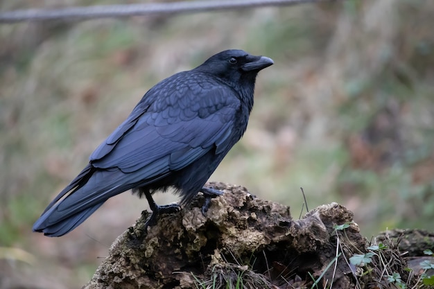 Colpo di paesaggio del primo piano di un corvo nero in piedi sulla roccia con uno sfocato