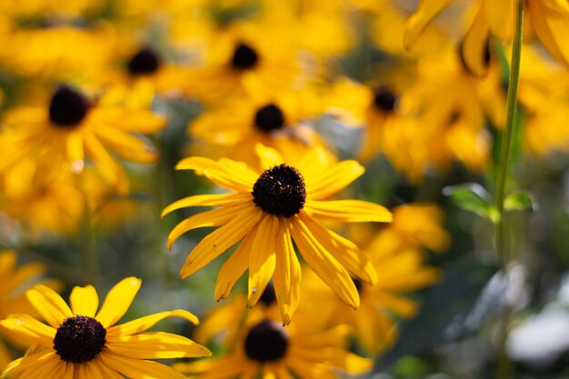 Colpo di paesaggio del primo piano di un fiore di susan dagli occhi neri