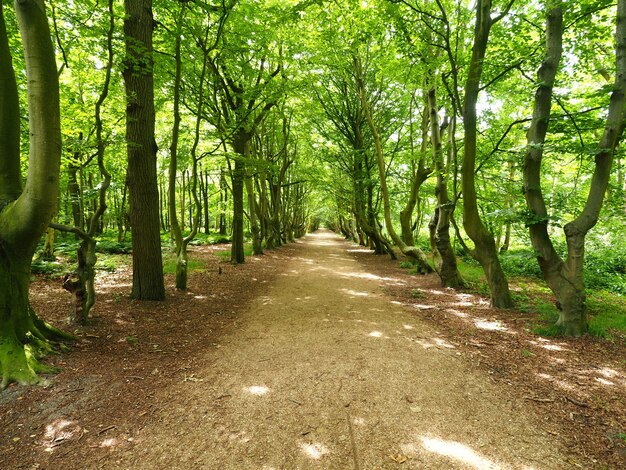 Colpo di paesaggio di un ampio sentiero con alberi di linea verde