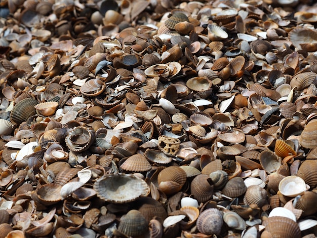 Colpo di paesaggio di un assortimento di vongole