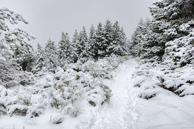 Colpo di paesaggio di una foresta coperta di neve